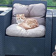 Leyko a rejoint le concours — aidez-le/la à gagner de superbes lots ! cat, ginger_cat, white_cat, outdoor, armchair, cushion, patio, sunlight, relaxing, furniture, greenery, plants, nature, pet, fluffy, fur, resting, cozy, quiet, daytime