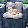 armchair, cat, cozy, cushion, daytime, fluffy, fur, furniture, ginger_cat, greenery, nature, outdoor, patio, pet, plants, quiet, relaxing, resting, sunlight, white_cat