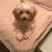 Josie joined the competition — help win amazing prizes! adorable, animal, beige, blanket, companion, cozy, cute, cute_pet, dog, domestic_animal, fluffy, friendly, fur, indoor, looking_up, pet, puppy, resting, small_dog, soft