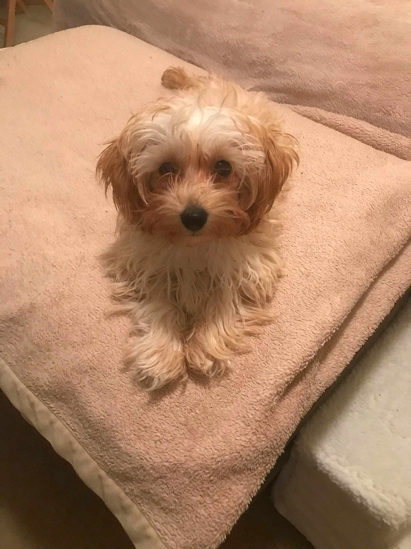 Josie joined the competition — help win amazing prizes! adorable, animal, beige, blanket, companion, cozy, cute, cute_pet, dog, domestic_animal, fluffy, friendly, fur, indoor, looking_up, pet, puppy, resting, small_dog, soft