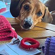 Cooper joined the competition — help win amazing prizes! bracelet, brown_dog, close_up, cute, dog, eyes, face, floppy_ears, home, indoors, nose, paperwork, pet, portrait, puppy, resting, soft_lighting, table, towels, wooden_table