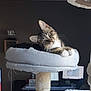 Savane participe au concours pour gagner de l'argent avec cette photo : cat, kitten, tabby, cat_perch, cat_tree, indoor, pet, curious, feline, home_office, computer, desk, monitor, dark_wall, cozy, fur, whiskers, cute, animal, pet_furniture