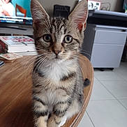Savane a rejoint le concours — aidez-le/la à gagner de superbes lots ! kitten, cat, tabby, indoor, table, wooden_table, pet, animal, feline, curious, whiskers, ears, eyes, fur, domestic_cat, floor, tile_floor, furniture, living_room, closeup