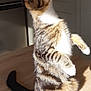 Savane participe au concours pour gagner de l'argent avec cette photo : cat, tabby, standing, hind_legs, curious, indoor, wooden_table, sunlight, shadow, feline, pet, whiskers, ears, tail, striped, fur, closeup, domestic_animal, playful, bright