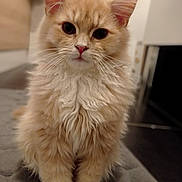 Simba a rejoint le concours — aidez-le/la à gagner de superbes lots ! kitten, cat, fluffy, cream_colored, indoor, soft, fur, whiskers, cute, pet, animal, young, domestic_cat, portrait, sitting, close_up, curly_fur, attention, feline, indoors