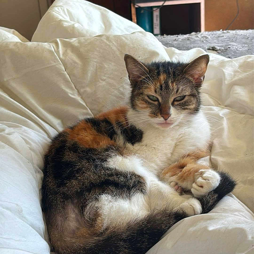 Nala participe au concours pour gagner de l'argent avec cette photo : animal, blanket, calico_cat, cat, clutter, cords, cozy, cute, domestic, fur, furniture, indoor, living_room, pet, relaxed, resting, shelf, sleeping, white, wood