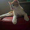 animal, cat, curious, cute, feline, fur, home, indoor, kitten, orange_and_white, pet, portrait, red_cushion, relaxed, resting, small, soft_light, stool, whiskers, young