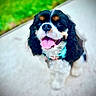 Ashoka joined the competition — help win amazing prizes! dog, cavalier_king_charles_spaniel, pet, animal, outdoor, grass, pavement, happy, tongue_out, panting, black, white, tan, fur, canine, sitting, playful, cute, collar, harness