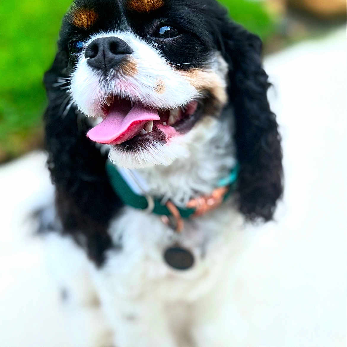 Ashoka joined the competition — help win amazing prizes! dog, tricolor, curly_ears, tongue_out, collar, pet, animal, happy, outdoor, blurred_background, closeup, sitting, canine, fur, friendly, playful, companion, cute, smiling, domestic_animal