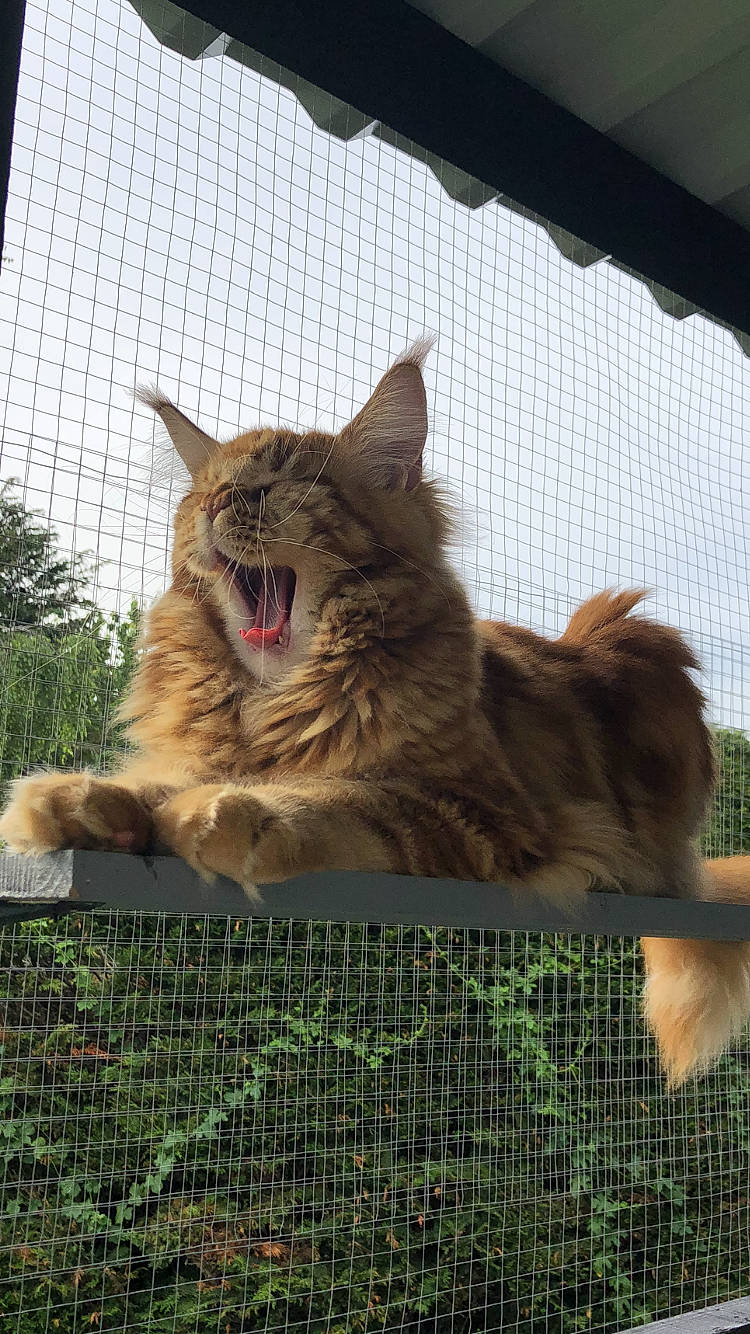 Rayder participe au concours pour gagner de l'argent avec cette photo : carnivore, cat, fang, felidae, fence, fur, grass, maine_coon, mesh, photo_caption, plant, recreation, shout, sky, small_to_medium_sized_cats, snout, terrestrial_animal, whiskers, wildlife, yawn