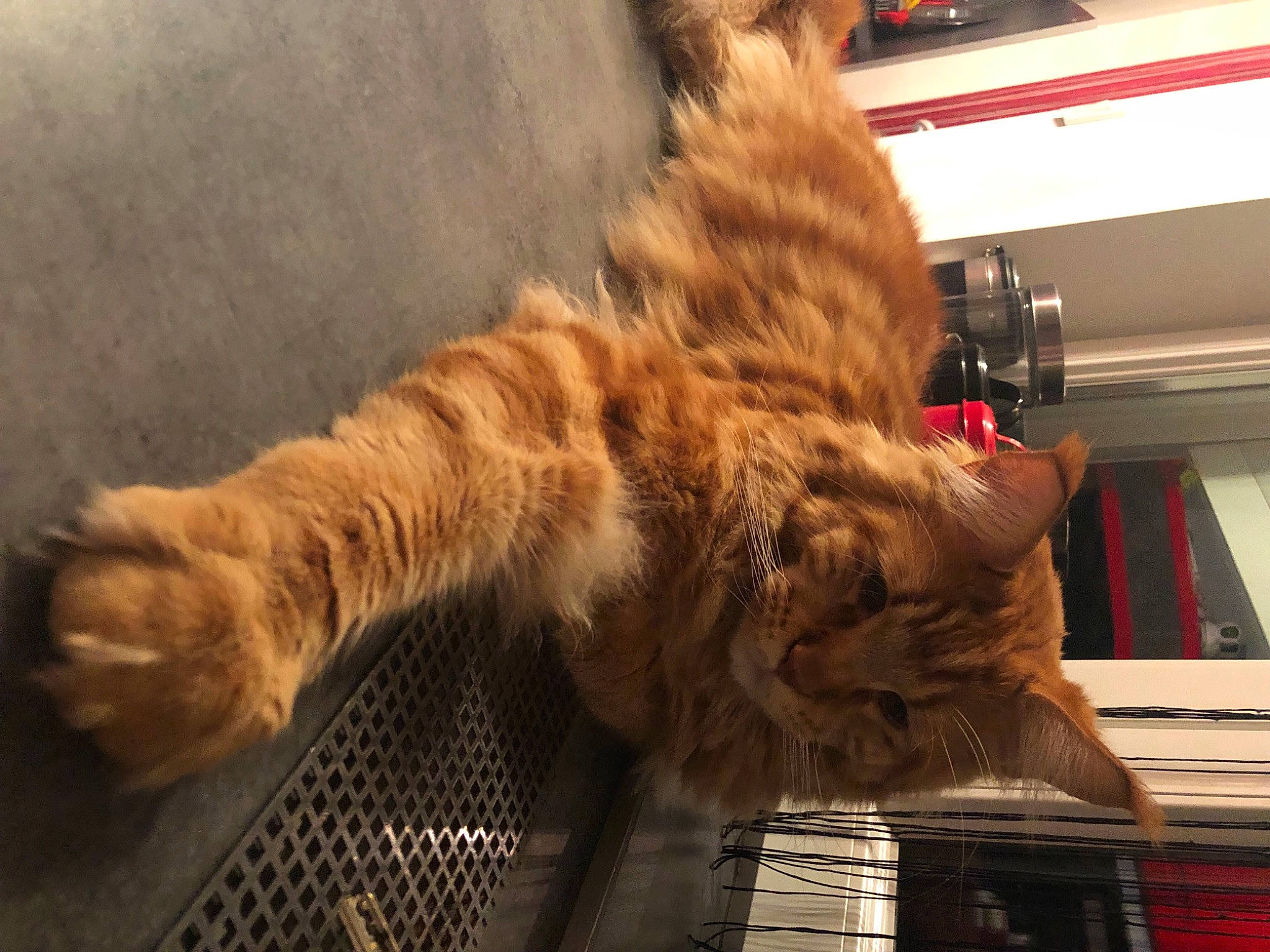 Rayder participe au concours pour gagner de l'argent avec cette photo : canidae, carnivore, cat, claw, comfort, companion_dog, domestic_short_haired_cat, fawn, felidae, flooring, fur, metal, nap, paw, small_to_medium_sized_cats, snout, sporting_group, tail, vehicle, whiskers