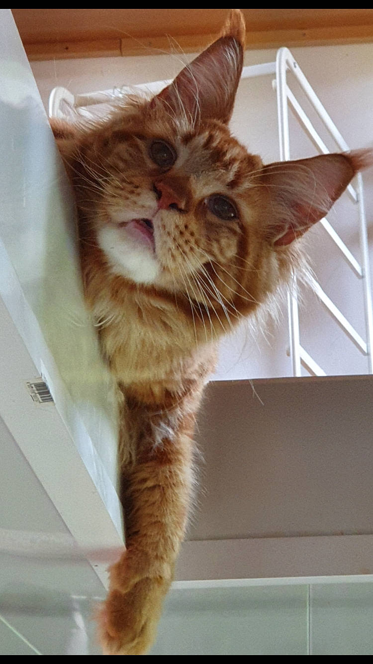 Rayder a rejoint le concours — aidez-le/la à gagner de superbes lots ! cardboard, carnivore, cat, claw, domestic_short_haired_cat, fawn, felidae, fur, paw, small_to_medium_sized_cats, snout, somali, tail, terrestrial_animal, whiskers, window, wood