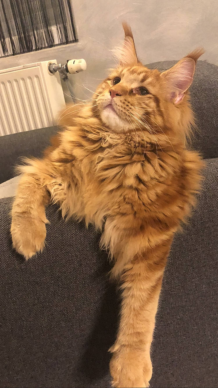 Rayder participe au concours pour gagner de l'argent avec cette photo : carnivore, cat, claw, domestic_short_haired_cat, fawn, felidae, flooring, fur, hair, hardwood, human_leg, maine_coon, paw, small_to_medium_sized_cats, snout, somali, tail, terrestrial_animal, whiskers, wood