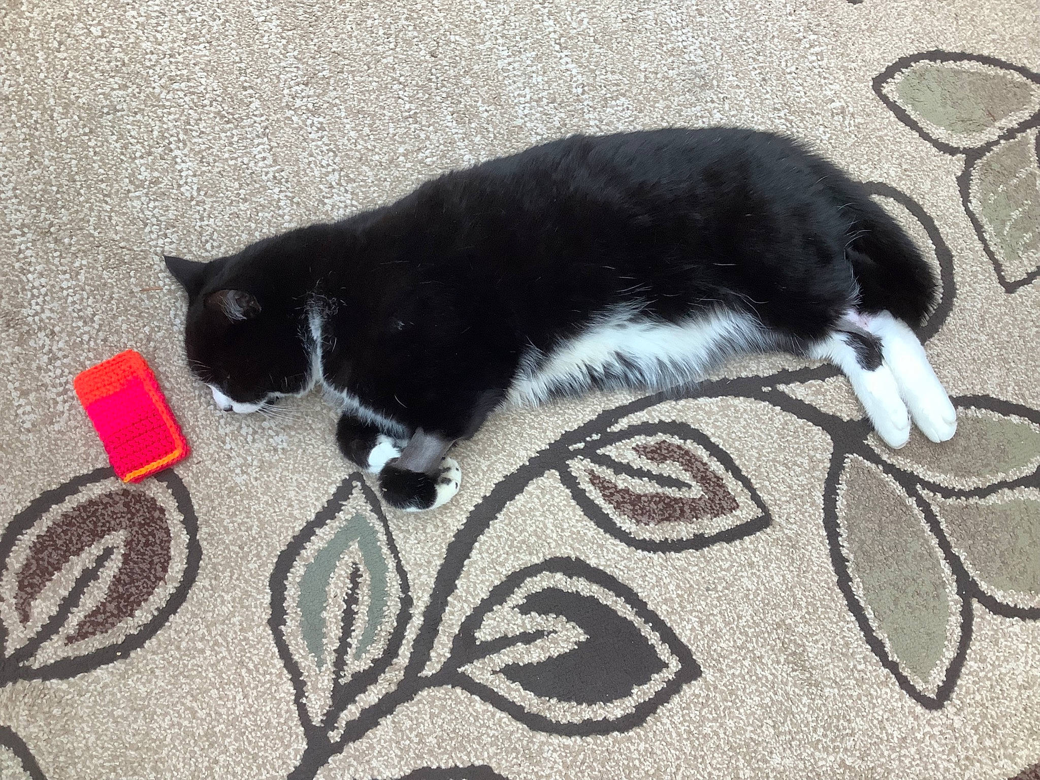 Buttons is registered to the contest to win money with this photo: art, asphalt, black_cat, carmine, carnivore, cat, claw, collar, domestic_short_haired_cat, felidae, flooring, fur, grass, grey, paw, road_surface, small_to_medium_sized_cats, snout, tail, whiskers