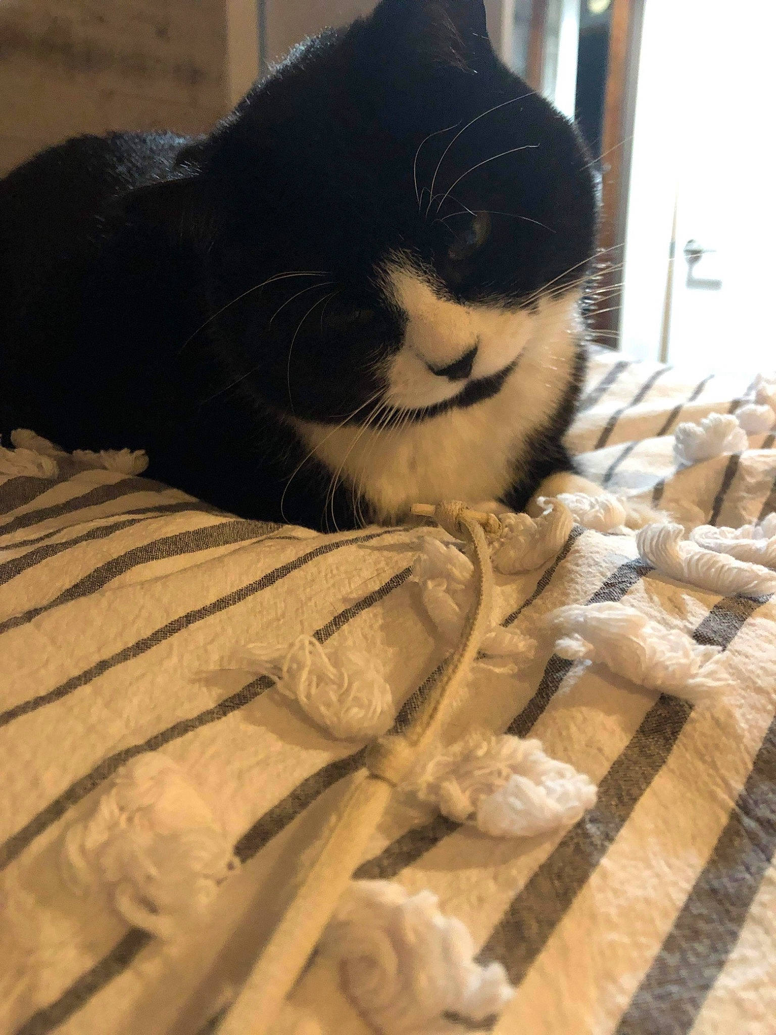 Buttons joined the competition — help win amazing prizes! bedding, blanket, cardboard, carnivore, cat, comfort, domestic_short_haired_cat, felidae, flooring, fur, grey, hardwood, linens, pattern, shadow, small_to_medium_sized_cats, tail, terrestrial_animal, whiskers, wood