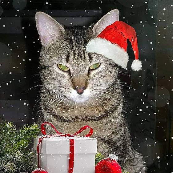 Belle participe au concours pour gagner de l'argent avec cette photo : art, carmine, carnivore, cat, christmas, christmas_decoration, christmas_eve, christmas_ornament, domestic_short_haired_cat, event, felidae, fur, grass, holiday, holiday_ornament, plant, small_to_medium_sized_cats, snout, tree, whiskers
