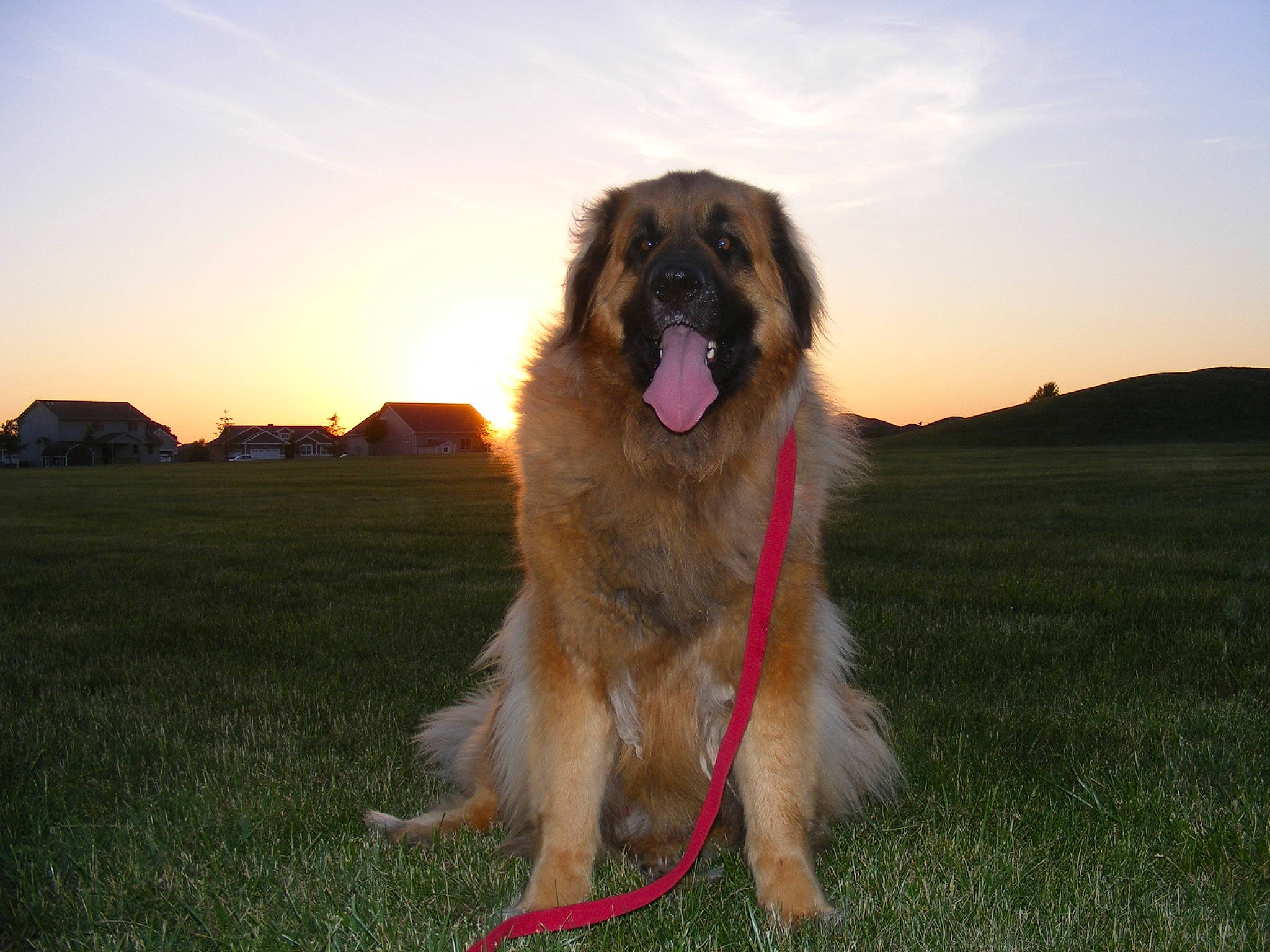 Steve is registered to the contest to win money with this photo: canidae, carnivore, caucasian_shepherd_dog, dog, dog_breed, estrela_mountain_dog, giant_dog_breed, leonberger, livestock_guardian_dog, mammal, sarplaninac, sporting_group, vertebrate, working_dog