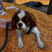 Milo joined the competition — help win amazing prizes! dog, puppy, corn_kernels, outdoor, leash, bandana, hand, sunlight, brown_and_white, animal, pet, nature, playful, fur, close_up, summer, relaxing, ground, cute, canine