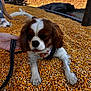 dog, puppy, corn_kernels, outdoor, leash, bandana, hand, sunlight, brown_and_white, animal, pet, nature, playful, fur, close_up, summer, relaxing, ground, cute, canine