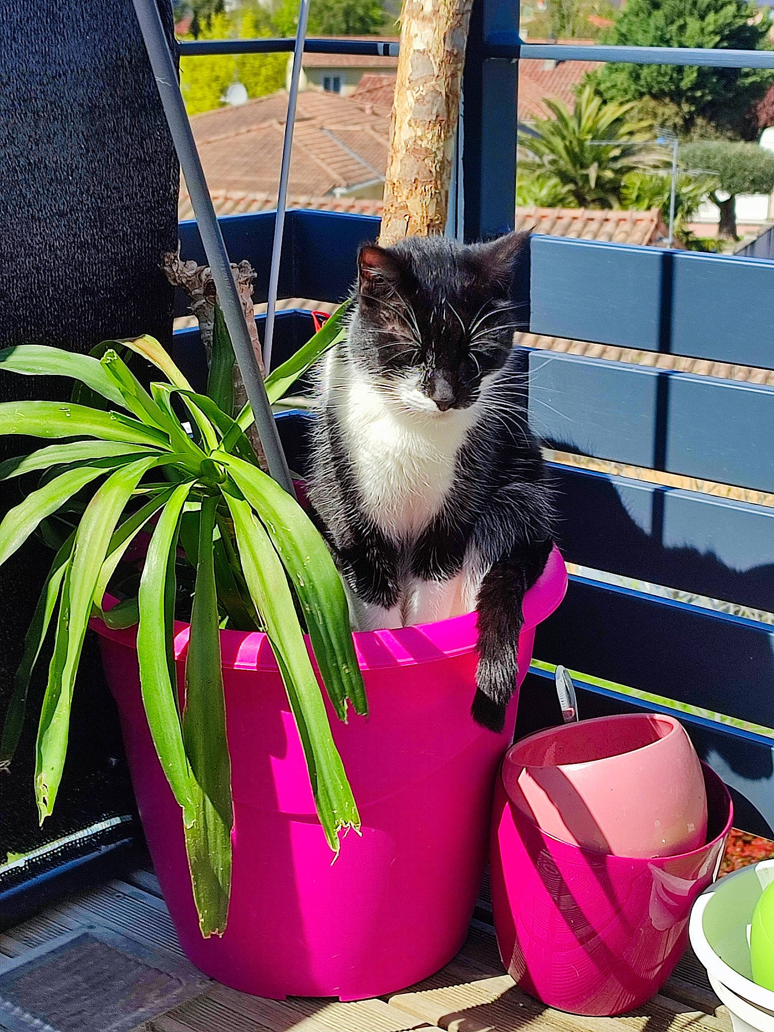 Wilson participe au concours pour gagner de l'argent avec cette photo : bag, botany, carnivore, cat, domestic_short_haired_cat, felidae, flowerpot, grass, houseplant, leisure, outdoor_furniture, pet_supply, plant, purple, small_to_medium_sized_cats, tail, terrestrial_plant, tree, whiskers, window