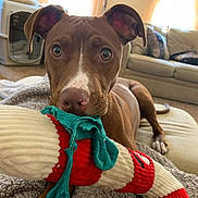 Sasha joined the competition — help win amazing prizes! dog, brown_dog, plush_toy, toy, blanket, living_room, couch, pet_crate, indoor, canine, playful, closeup, curious, ears_up, lying_down, home, furniture, comfort, pet, animal
