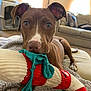 dog, brown_dog, plush_toy, toy, blanket, living_room, couch, pet_crate, indoor, canine, playful, closeup, curious, ears_up, lying_down, home, furniture, comfort, pet, animal