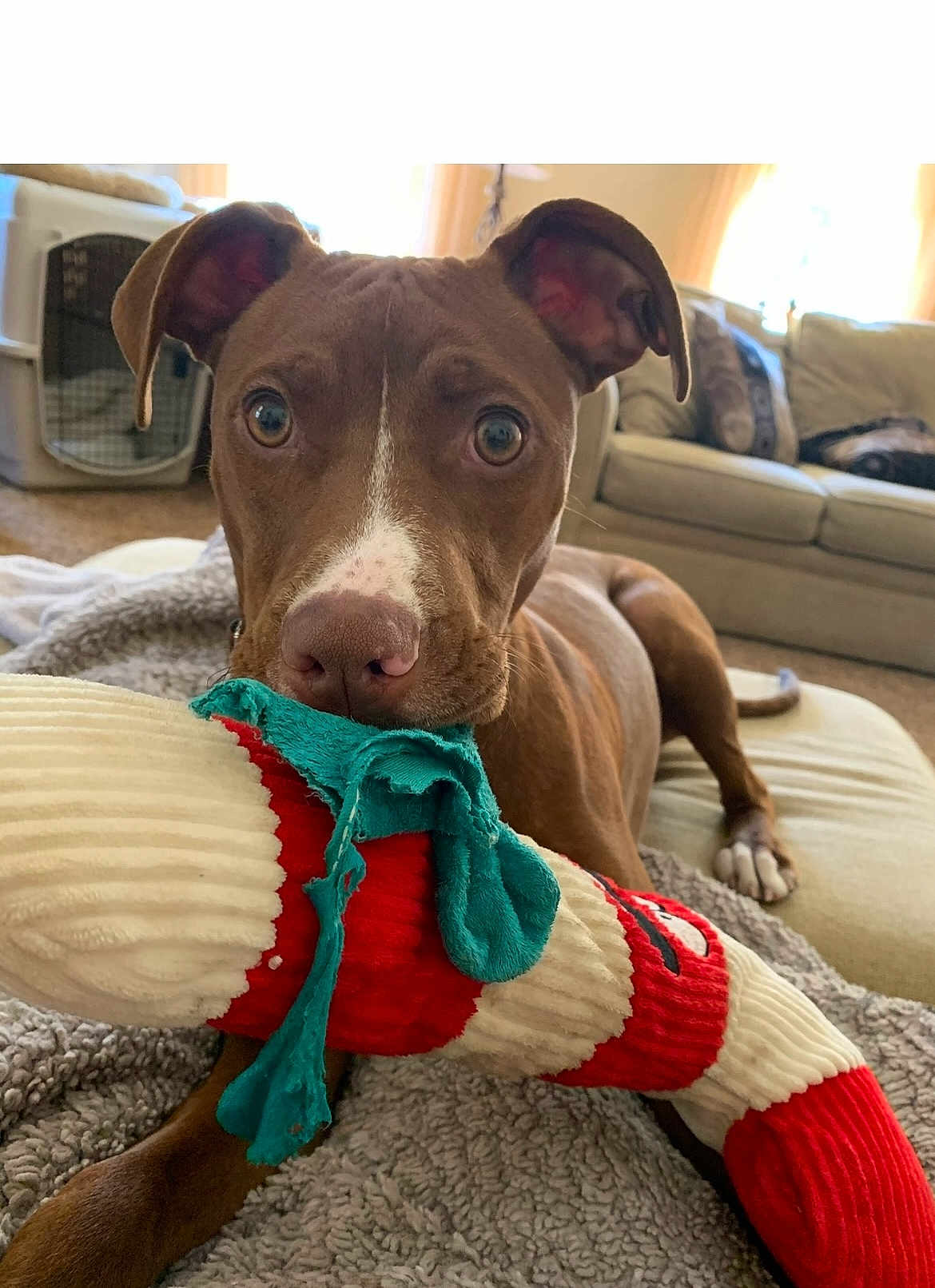 Sasha joined the competition — help win amazing prizes! dog, brown_dog, plush_toy, toy, blanket, living_room, couch, pet_crate, indoor, canine, playful, closeup, curious, ears_up, lying_down, home, furniture, comfort, pet, animal
