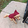 Cuddy is registered to the contest to win money with this photo: dog, hoodie, red_black_checkered, sidewalk, concrete, fence, outdoor, pet, canine, motion_blur, tail, grass, leaf, walking, playful, small_dog, animal, clothing, daylight, curious