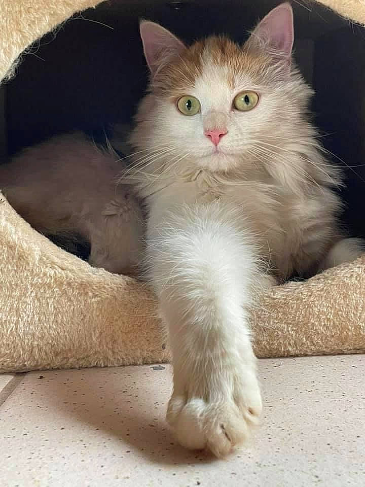 Makaney a rejoint le concours — aidez-le/la à gagner de superbes lots ! box, carnivore, cat, claw, comfort, domestic_short_haired_cat, fawn, felidae, foot, fur, paw, photo_caption, sitting, small_to_medium_sized_cats, snout, tail, terrestrial_animal, whiskers, window