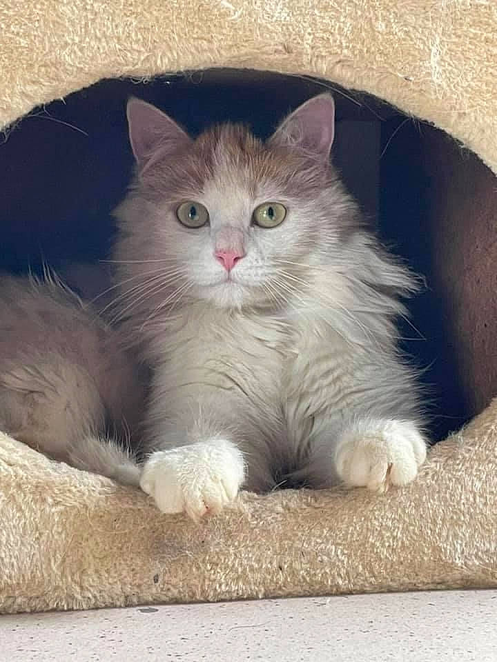 Makaney participe au concours pour gagner de l'argent avec cette photo : carnivore, cat, comfort, domestic_short_haired_cat, fawn, felidae, fur, grey, iris, paw, photo_caption, sitting, small_to_medium_sized_cats, snout, tail, terrestrial_animal, whiskers, window