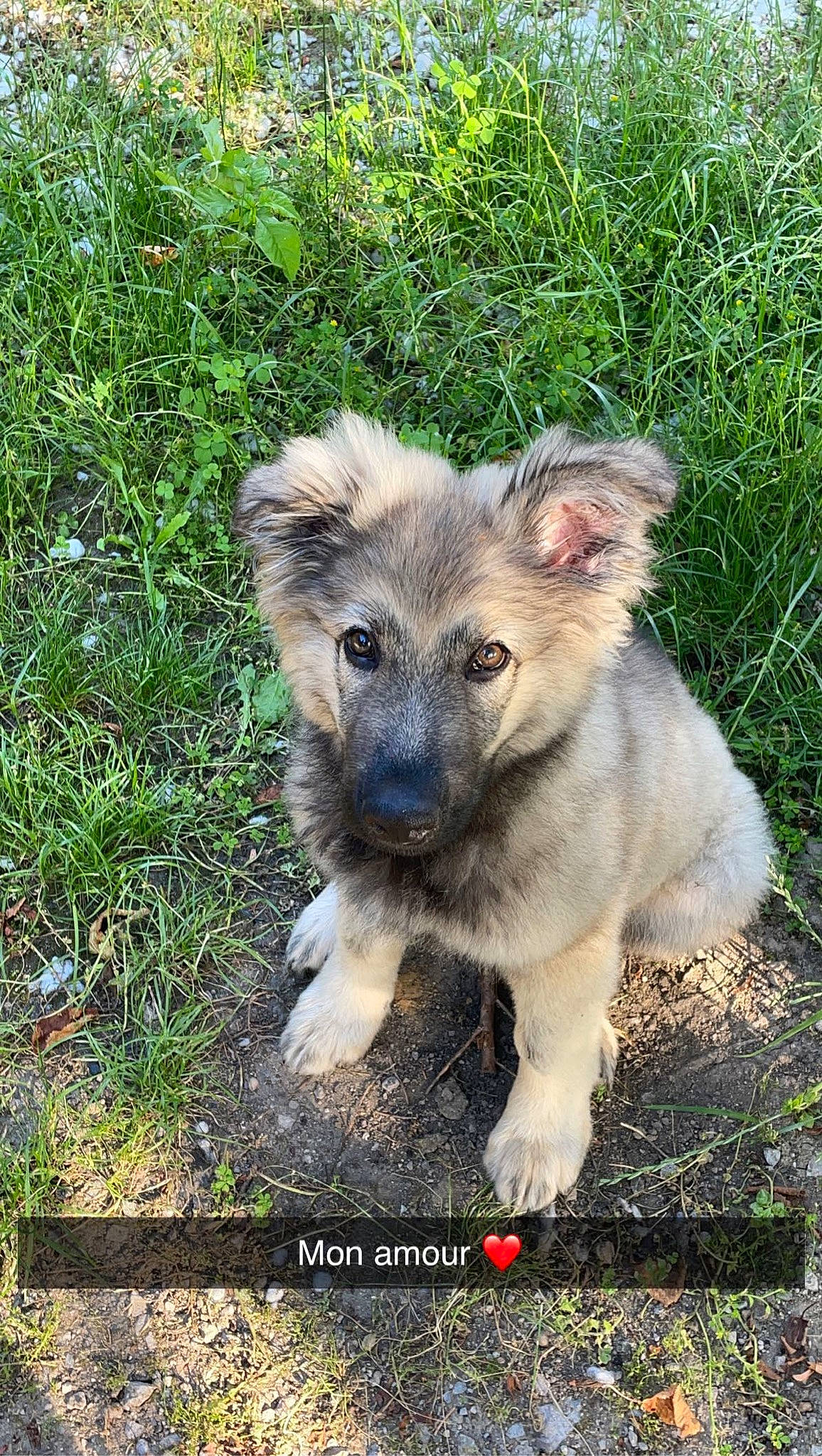 Sanka a rejoint le concours — aidez-le/la à gagner de superbes lots ! ancient_dog_breeds, canidae, carnivore, companion_dog, dog, dog_breed, fawn, fur, grass, irishjacks, plant, puppy, snout, sporting_group, terrestrial_animal, whiskers, wildlife, working_animal, working_dog