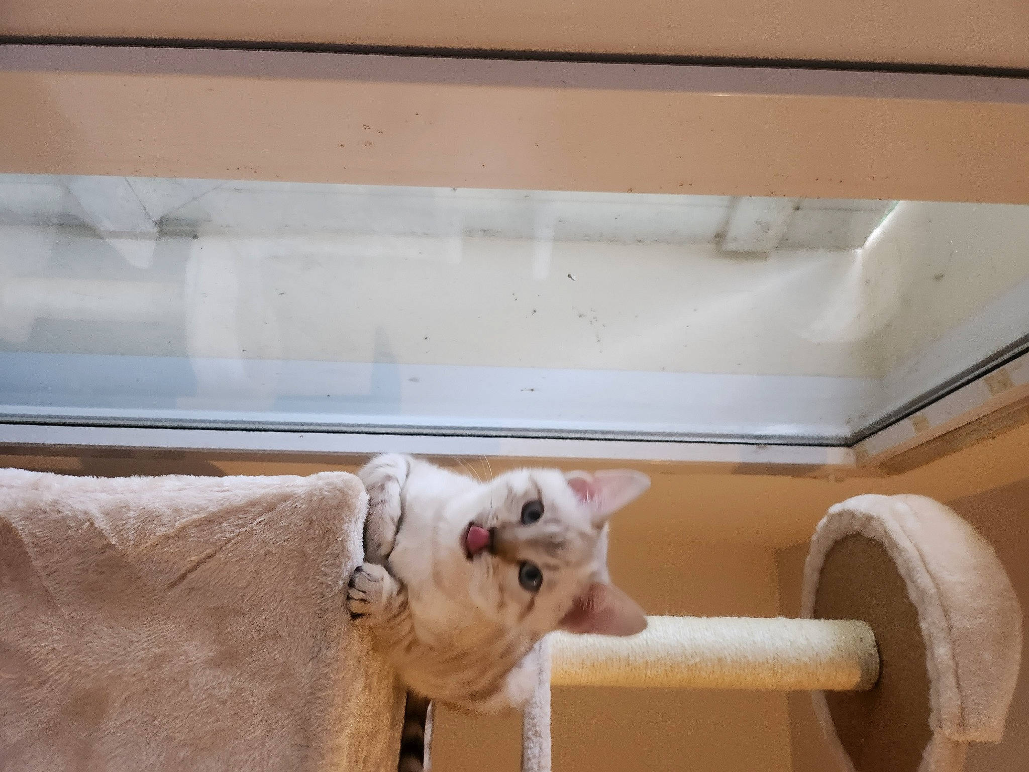 Ullys participe au concours pour gagner de l'argent avec cette photo : canidae, carnivore, cat, cat_supply, collar, companion_dog, domestic_short_haired_cat, fawn, felidae, flooring, fur, hardwood, pet_supply, room, small_to_medium_sized_cats, tail, terrestrial_animal, whiskers, wood, working_animal