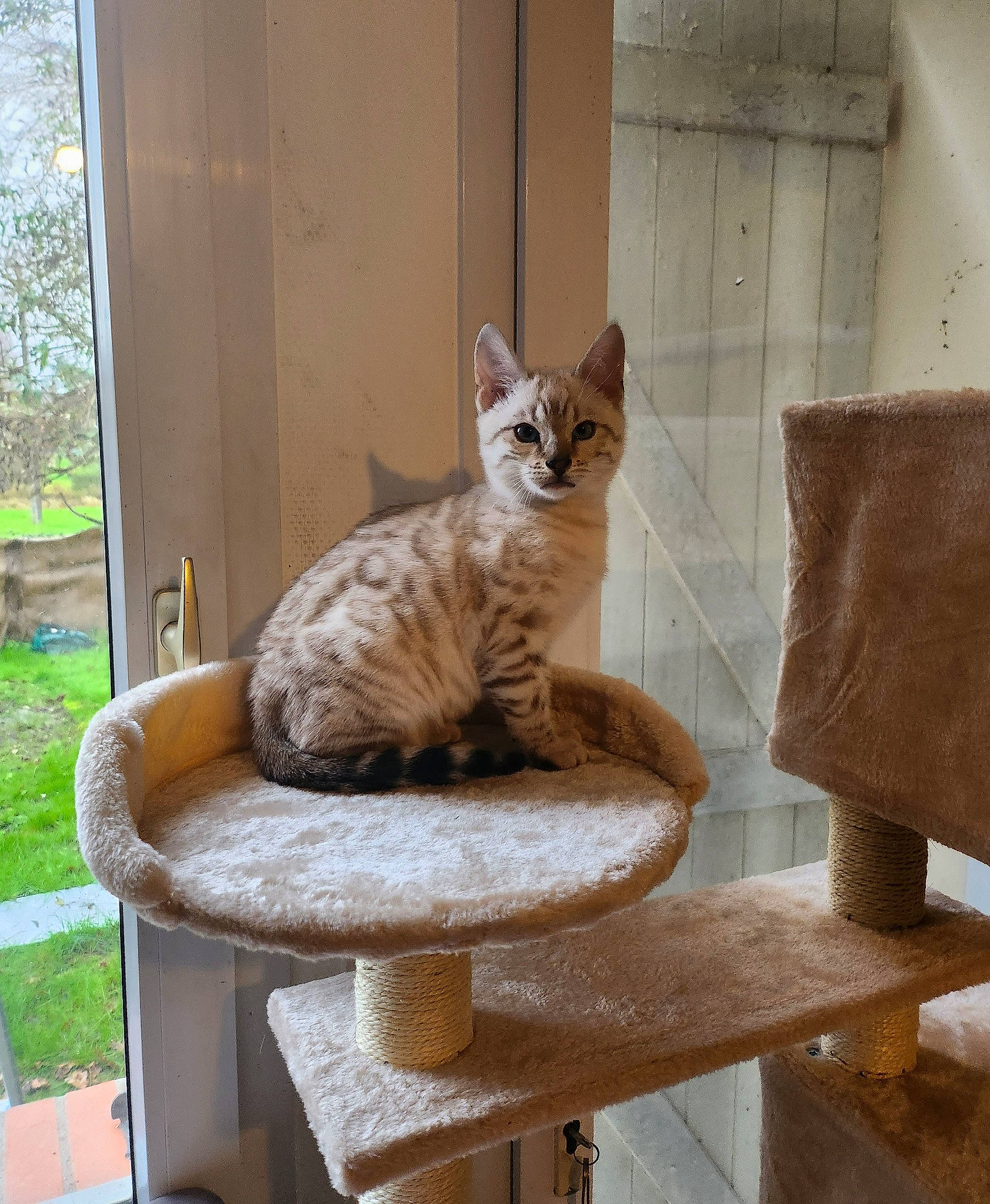 Ullys a rejoint le concours — aidez-le/la à gagner de superbes lots ! bench, carnivore, cat, cat_furniture, cat_supply, comfort, domestic_short_haired_cat, fawn, felidae, fur, hardwood, outdoor_furniture, pet_supply, plant, sitting, small_to_medium_sized_cats, tail, whiskers, window, wood