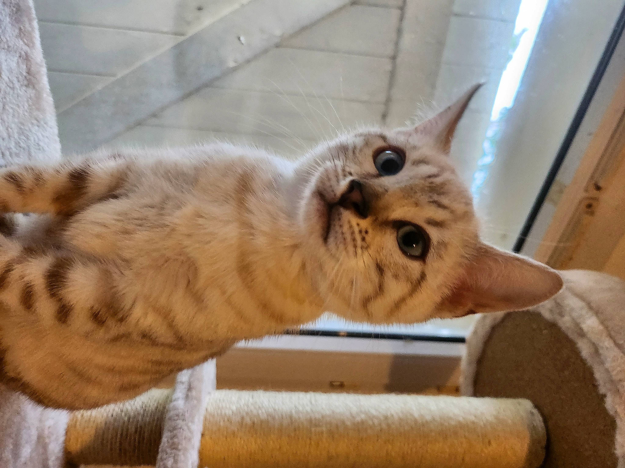 Ullys participe au concours pour gagner de l'argent avec cette photo : carnivore, cat, chair, claw, domestic_short_haired_cat, fawn, felidae, fur, hardwood, paw, small_to_medium_sized_cats, snout, tail, terrestrial_animal, whiskers, window, wood