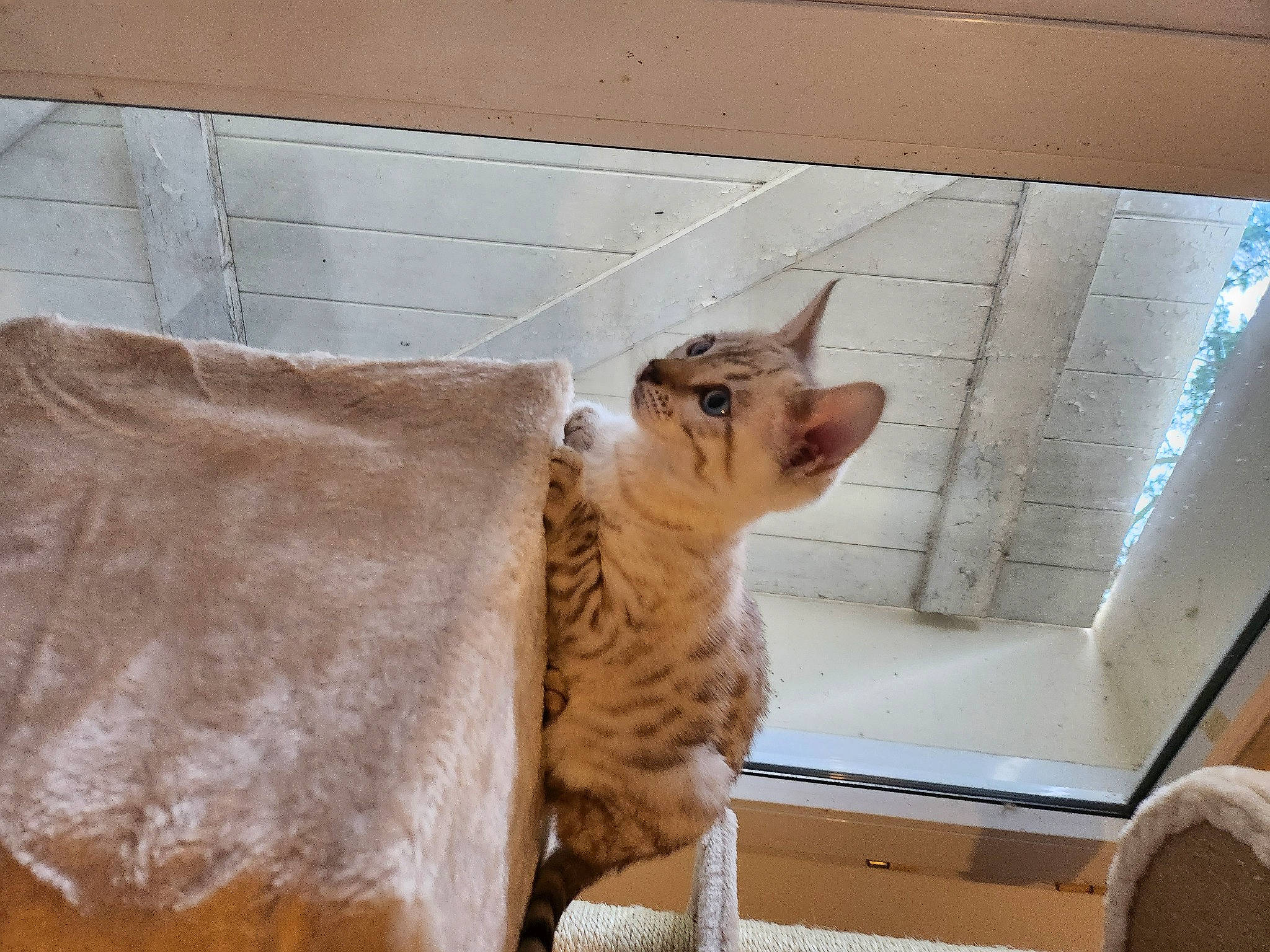 Ullys a rejoint le concours — aidez-le/la à gagner de superbes lots ! animal_shelter, carnivore, cat, cat_supply, comfort, domestic_short_haired_cat, fawn, felidae, flooring, fur, hardwood, paw, pet_supply, room, small_to_medium_sized_cats, snout, tail, terrestrial_animal, whiskers, wood