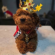 Rizo is registered to the contest to win money with this photo: dog, crown, costume, jewelry, table, indoor, pet, curly_fur, brown_dog, necklace, blurred_background, decor, domestic, animal, portrait, cute, king, accessory, laying_down, house_pet