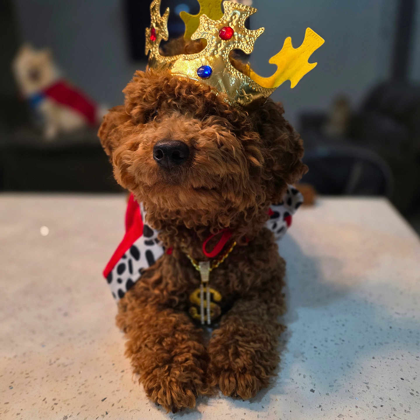 Rizo is registered to the contest to win money with this photo: accessory, animal, blurred_background, brown_dog, costume, crown, curly_fur, cute, decor, dog, domestic, house_pet, indoor, jewelry, king, laying_down, necklace, pet, portrait, table
