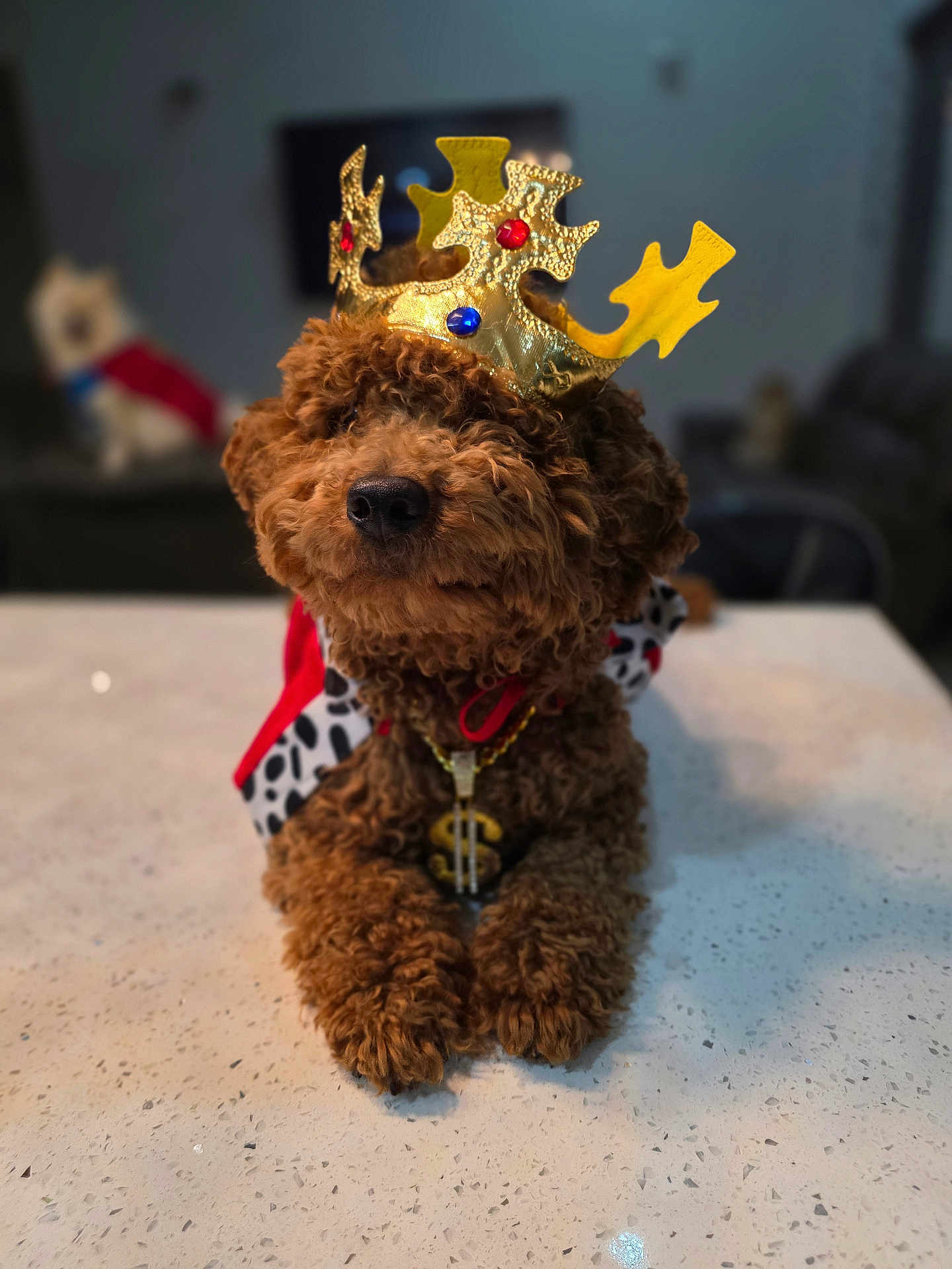 Rizo is registered to the contest to win money with this photo: dog, crown, costume, jewelry, table, indoor, pet, curly_fur, brown_dog, necklace, blurred_background, decor, domestic, animal, portrait, cute, king, accessory, laying_down, house_pet