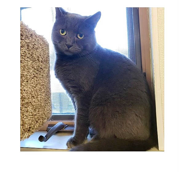 Gray Gray is registered to the contest to win money with this photo: black_cat, carnivore, cat, cat_supply, domestic_short_haired_cat, electric_blue, felidae, fixture, fur, pet_supply, rectangle, small_to_medium_sized_cats, snout, square, tail, whiskers, window