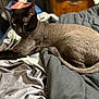 cat, pet, feline, bed, blanket, sheet, indoor, animal, resting, fur, tail, black_face, shaved_body, yellow_eyes, domestic_cat, relaxed, lying_down, cozy, home, comfort
