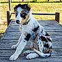 animal, blue_eyes, collar, curious, cute, daylight, dog, fence, field, grass, houses, nature, outdoor, pet, puppy, sitting, spotted_coat, sunlight, wooden_platform, young_dog