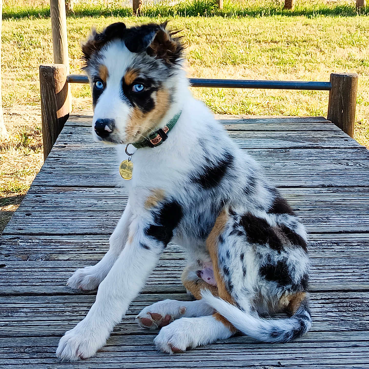 S.b a rejoint le concours — aidez-le/la à gagner de superbes lots ! animal, blue_eyes, collar, curious, cute, daylight, dog, fence, field, grass, houses, nature, outdoor, pet, puppy, sitting, spotted_coat, sunlight, wooden_platform, young_dog