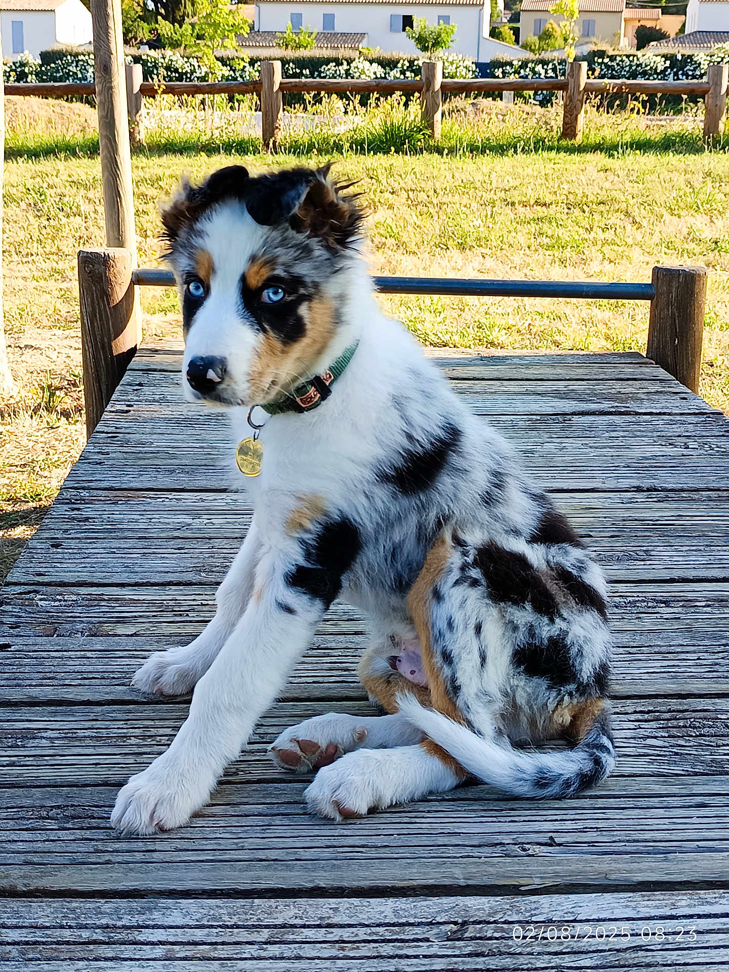 S.b a rejoint le concours — aidez-le/la à gagner de superbes lots ! animal, blue_eyes, collar, curious, cute, daylight, dog, fence, field, grass, houses, nature, outdoor, pet, puppy, sitting, spotted_coat, sunlight, wooden_platform, young_dog