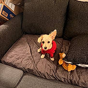 Otis is registered to the contest to win money with this photo: dog, puppy, small_dog, fluffy, white_dog, red_sweater, pet, animal, sitting, couch, sofa, cushion, blanket, toy, stuffed_toy, indoors, living_room, portrait, cute, cardboard_boxes
