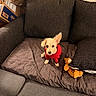 dog, puppy, small_dog, fluffy, white_dog, red_sweater, pet, animal, sitting, couch, sofa, cushion, blanket, toy, stuffed_toy, indoors, living_room, portrait, cute, cardboard_boxes