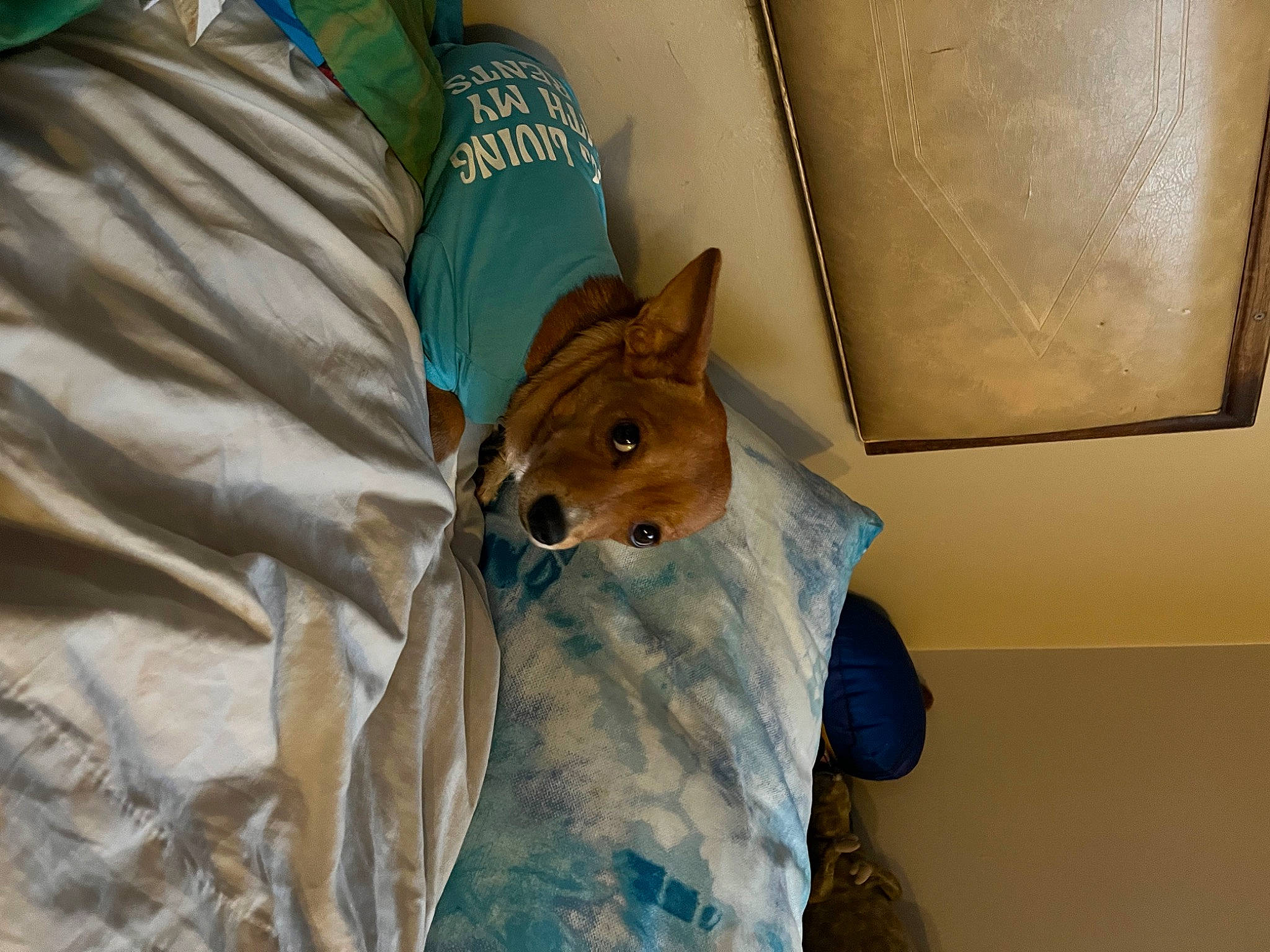 Potatoe joined the competition — help win amazing prizes! bed, bedding, carnivore, comfort, companion_dog, dog, dog_breed, door, duvet, fawn, felidae, fur, linens, room, small_to_medium_sized_cats, tail, toy_dog, whiskers, wood, working_animal