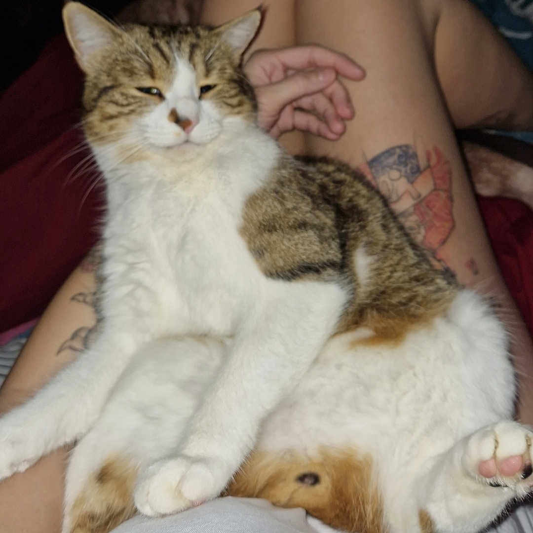 Gigot a rejoint le concours — aidez-le/la à gagner de superbes lots ! abyssinian, animal, ankle, baby, blanket, bodypart, cat, chair, couch, finger, furniture, hand, kitten, manx, person, pet, skin, sleeping, tattoo, wrist