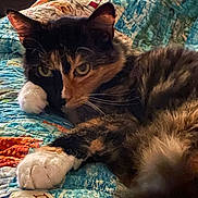 Harvey is registered to the contest to win money with this photo: cat, calico, pet, animal, quilt, blanket, indoor, fur, whiskers, paw, relaxed, resting, cute, closeup, colorful, pattern, cozy, sleepy, domestic, companion