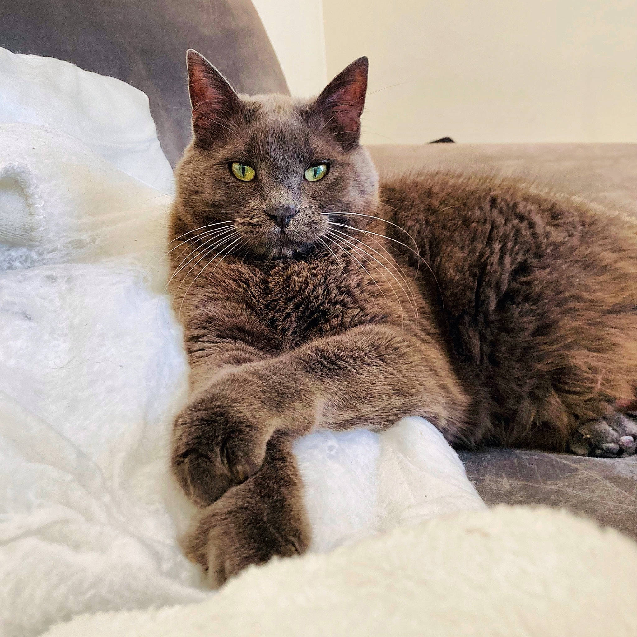 Lugo a rejoint le concours — aidez-le/la à gagner de superbes lots ! carnivore, cat, cat_supply, comfort, domestic_short_haired_cat, felidae, fur, grey, russian_blue, small_to_medium_sized_cats, snout, terrestrial_animal, whiskers