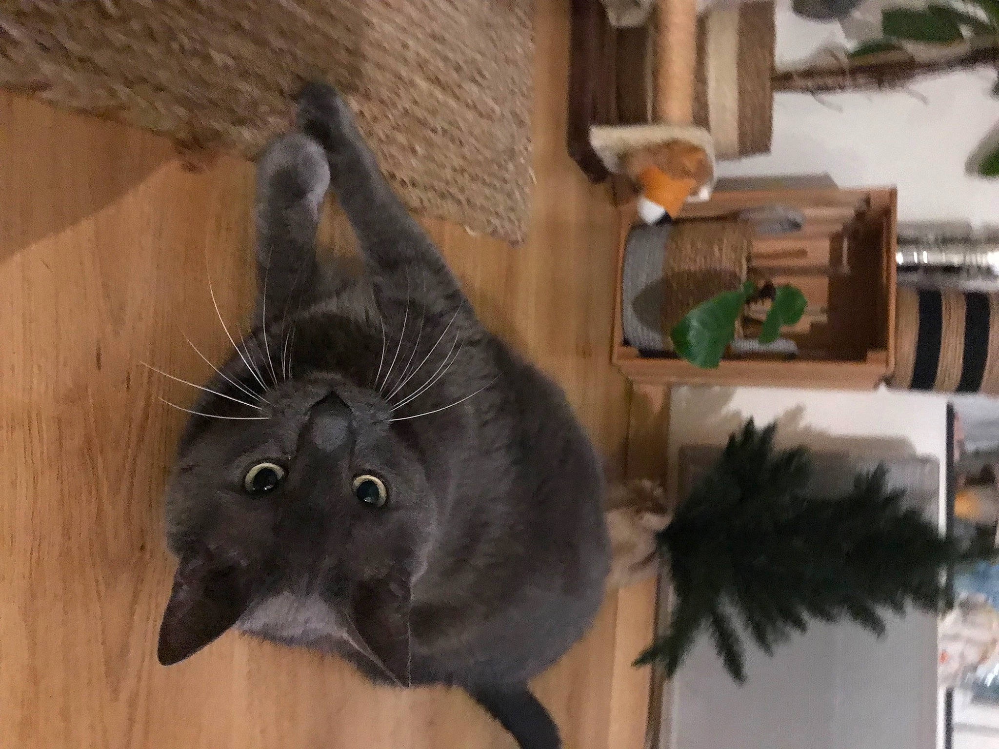 Lugo a rejoint le concours — aidez-le/la à gagner de superbes lots ! black_cat, canidae, carnivore, cat, dog_breed, domestic_short_haired_cat, felidae, flooring, fur, hardwood, natural_material, pet_supply, plant, room, shelf, small_to_medium_sized_cats, tail, whiskers, wood